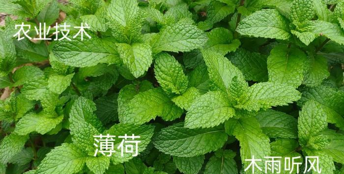 薄荷播種育苗