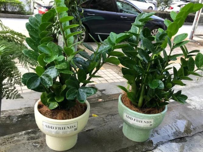 耐陰植物