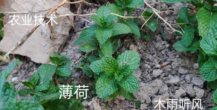 薄荷植株
