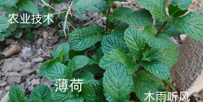 薄荷種植